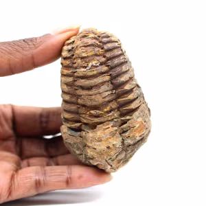 Fossiler Trilobit
