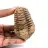 Fossiler Trilobit