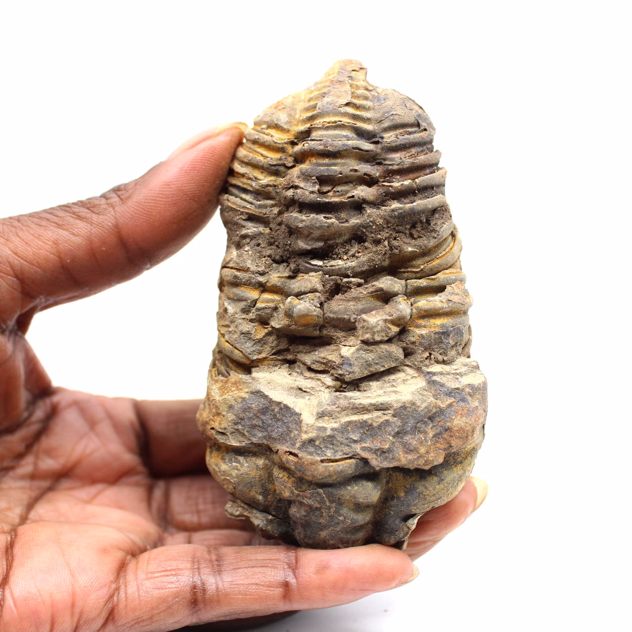 Fossiler Trilobit