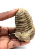 Fossiler Trilobit - 0