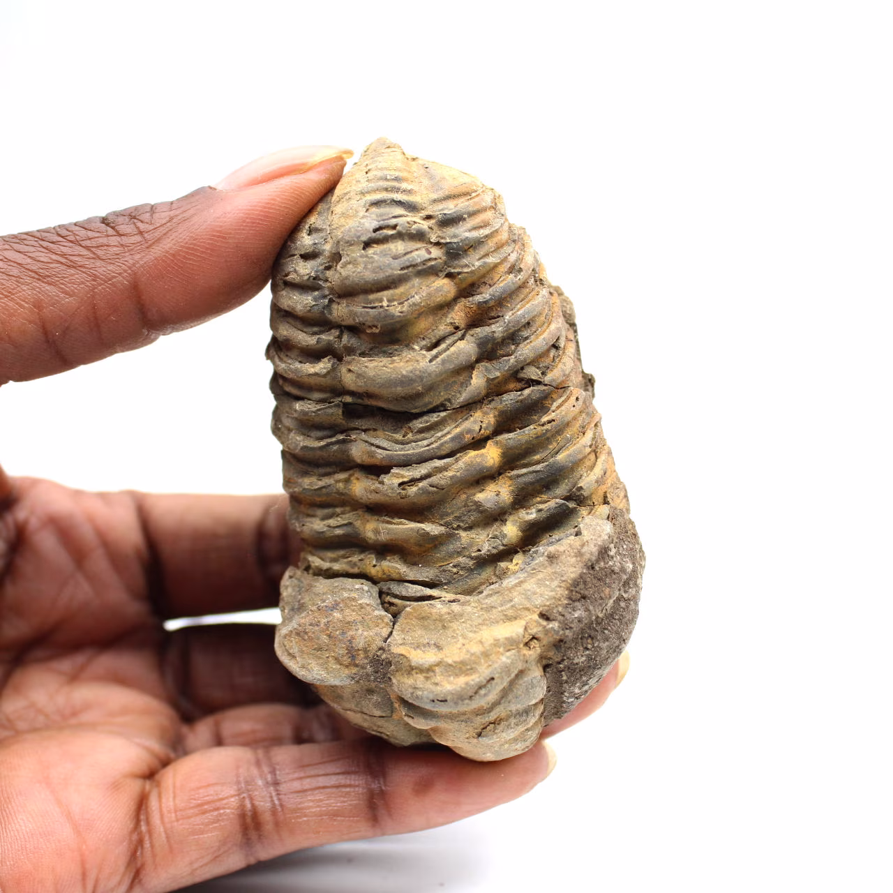Fossiler Trilobit
