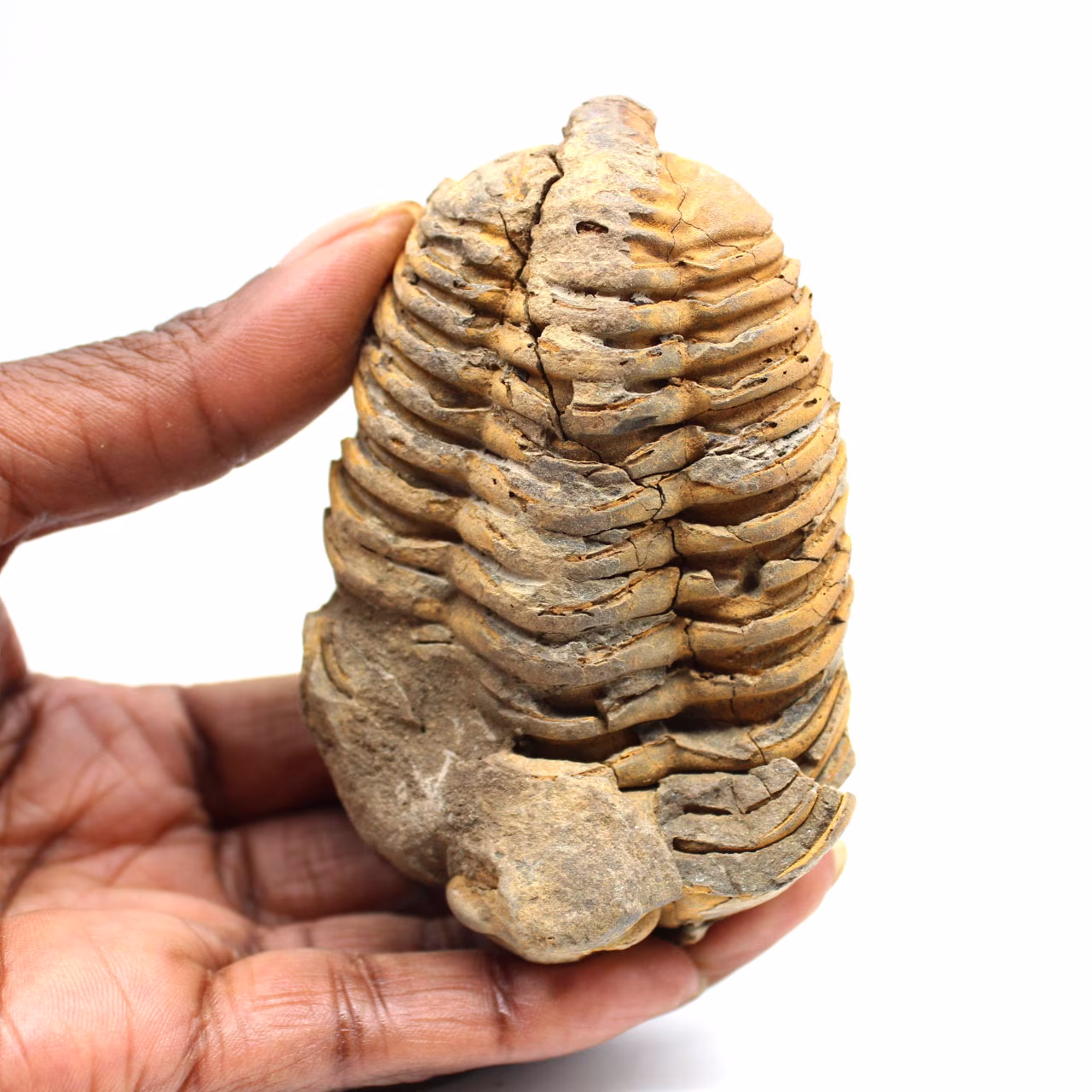 Fossiler Trilobit