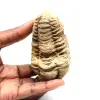 Fossiler Trilobit - 0