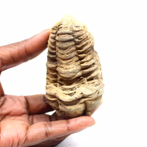 Fossiler Trilobit