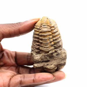 Fossiler Trilobit