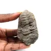 Fossiler Trilobit - 0