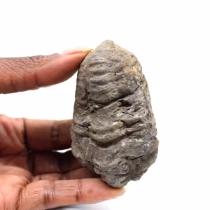 Fossiler Trilobit