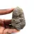 Fossiler Trilobit
