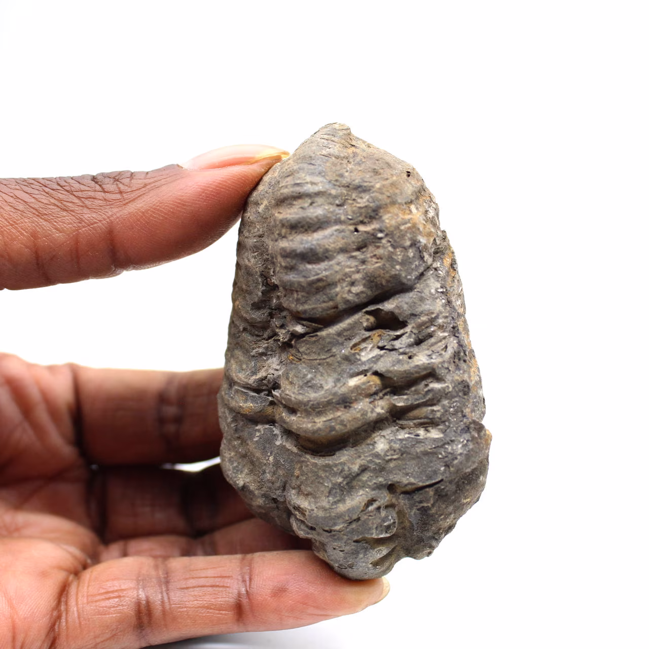 Fossiler Trilobit