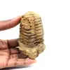 Fossiler Trilobit - 0