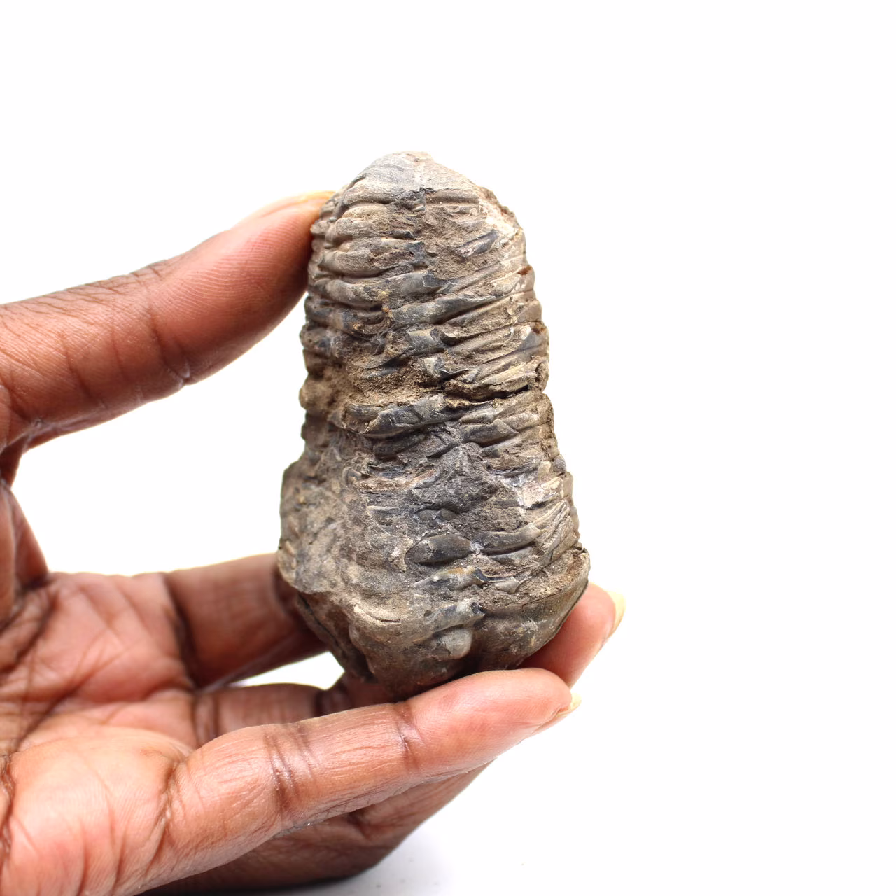 Fossiler Trilobit