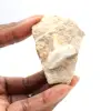 Fossiler Zahn von Otodus aus Marokko - 0