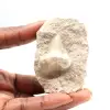 Fossiler Zahn von Otodus - 0