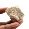 Fossiler Zahn von Otodus - 0