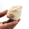 Fossiler Zahn von Otodus aus Marokko - 3