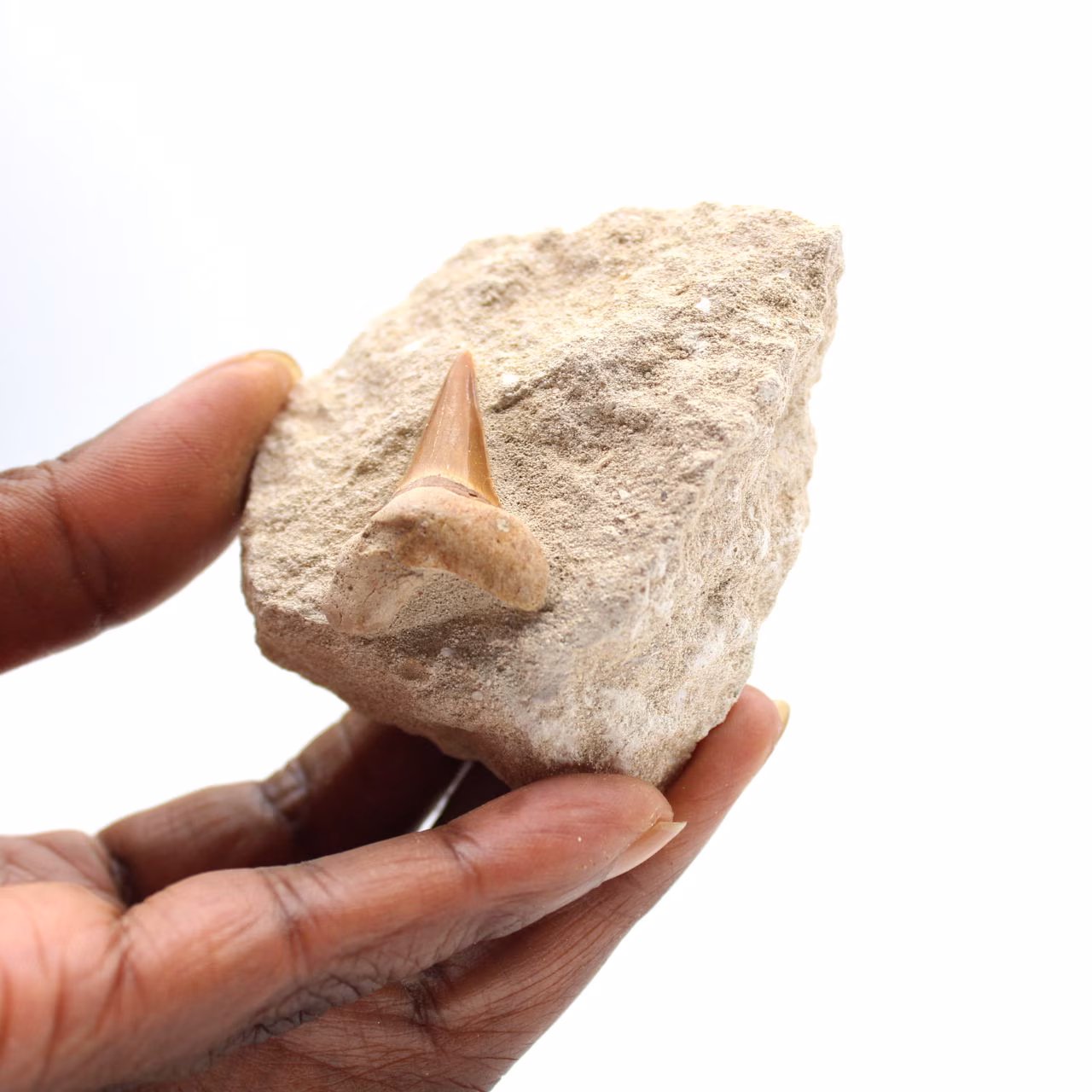 Fossiler Zahn von Otodus aus Marokko