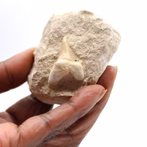 Fossiler Zahn von Otodus