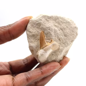 Fossiler Zahn von Otodus
