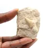 Fossiler Zahn von Otodus - 0