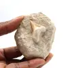 Fossiler Zahn von Otodus - 0
