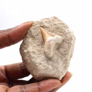 Fossiler Zahn von Otodus