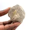 Fossiler Zahn von Otodus aus Marokko - 0