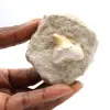 Fossiler Zahn von Otodus aus Marokko - 6