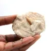 Fossiler Zahn von Otodus aus Marokko - 7