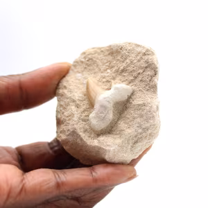 Fossiler Zahn von Otodus