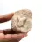 Fossiler Zahn von Otodus