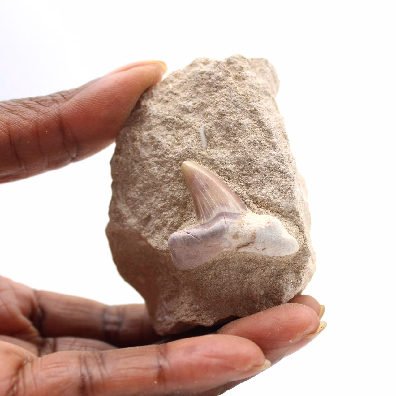 Fossiler Zahn von Otodus