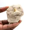 Fossiler Zahn von Otodus aus Marokko - 0