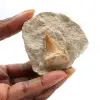 Fossiler Zahn von Otodus - 0
