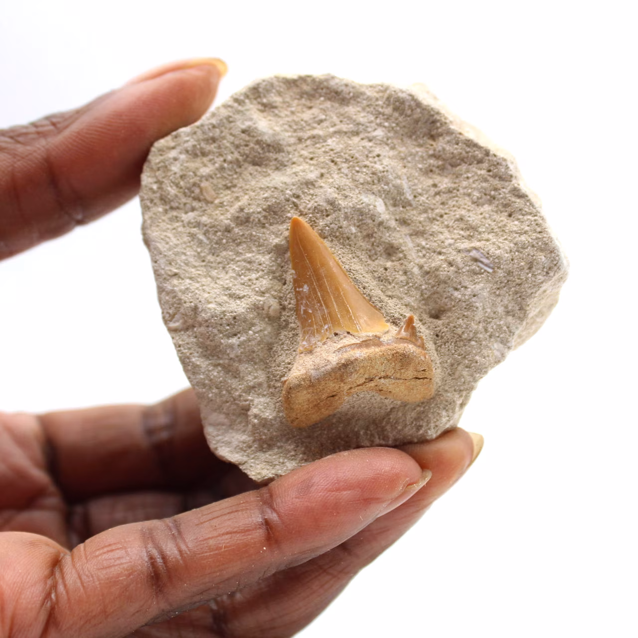 Fossiler Zahn von Otodus