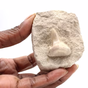 Fossiler Zahn von Otodus aus Marokko