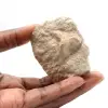 Fossiler Zahn von Otodus - 0