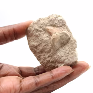 Fossiler Zahn von Otodus