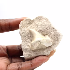 Fossiler Zahn von Otodus aus Marokko