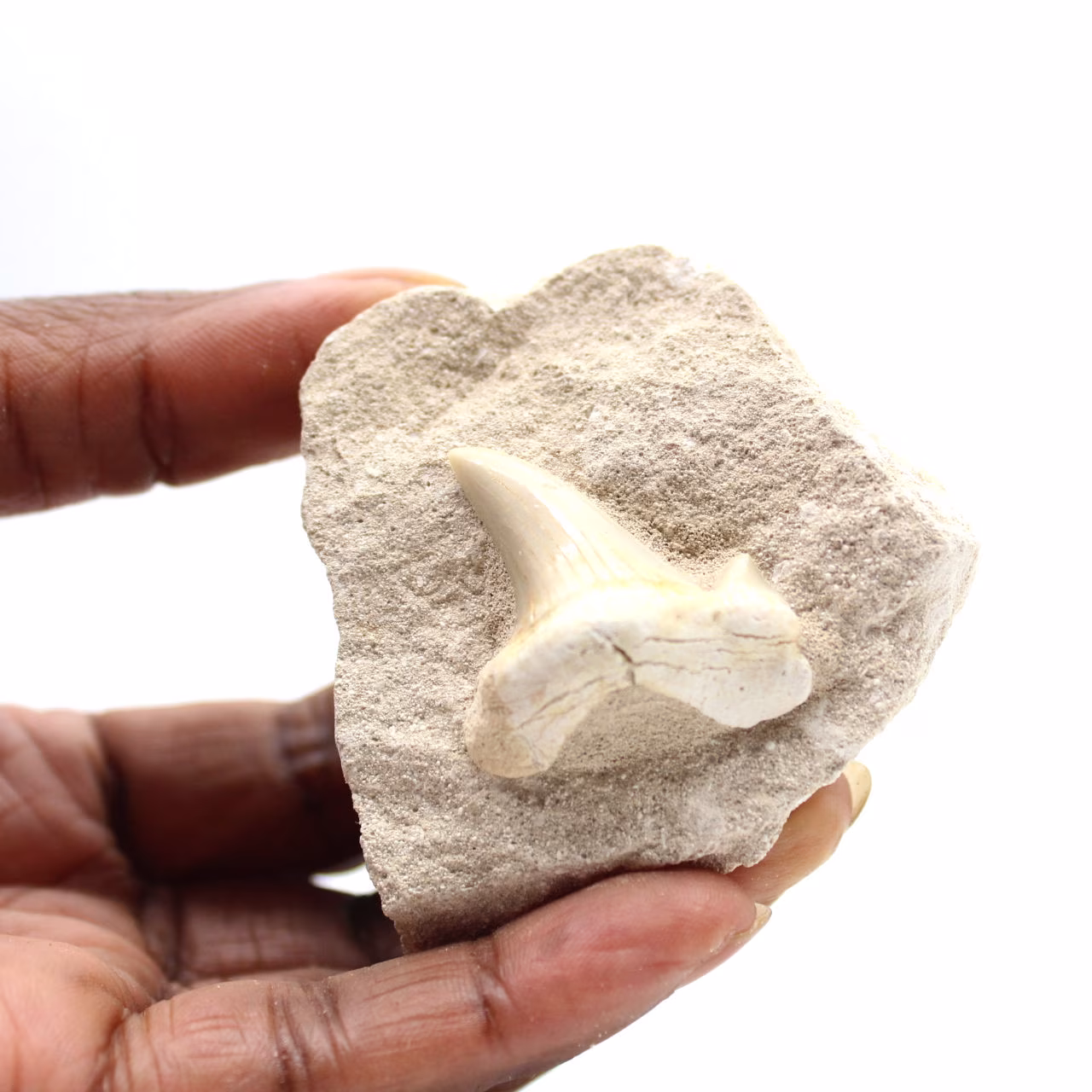 Fossiler Zahn von Otodus aus Marokko