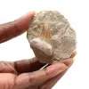 Fossiler Zahn von Otodus - 0