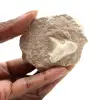Fossiler Zahn von Otodus aus Marokko - 0