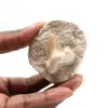 Fossiler Zahn von Otodus - 0