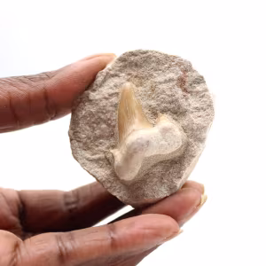 Fossiler Zahn von Otodus