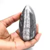 Fossiler Orthoceras aus Marokko - 1
