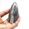 Fossiler Orthoceras - 1