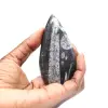 Fossiler Orthoceras - 1