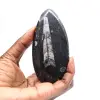 Fossiler Orthoceras aus Marokko - 1