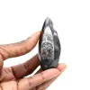 Fossiler Orthoceras aus Marokko - 1