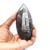 Fossiler Orthoceras aus Marokko - 1
