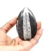 Fossiler Orthoceras - 1